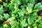 Organic gardening, Swiss chard in a vegetable garden, selective focus