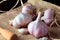 Organic garlic bulb isolated over rustic wooden kitchen table. Condiment harvested fresh from plantation. Closeup view