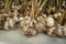 Organic Garlic Stems