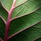 Organic Geometry: Close-up Of A Green Leaf Crafted From Pink Leaves