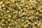 Organic German chamomile (Matricaria chamomilla) flowers.