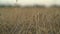 Organic golden ripe ears of wheat in field, soft focus, closeup, agriculture background