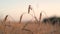 Organic golden ripe ears of wheat in field, soft focus, closeup, agriculture background