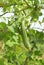 Organic green angled gourd or luffa acutangula hanging on the tree in the rural garden.