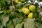 Organic green apples on a branch.