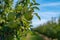 Organic green apples Granny Smith hanging from branch