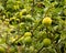 Organic green apples growing on leafy branch in English garden. Concept of healthy living