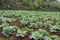 Organic green cabbages plants in the garden