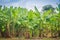 Organic green forest of banana trees with bunch of young green b