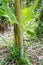 Organic green forest of banana trees with bunch of young green banana fruits for agriculture background.