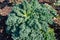Organic green leaf curly kale cabbage growing in garden