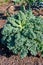 Organic green leaf curly kale cabbage growing in garden