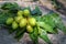 Organic Green leaves of neem tree on wood table Scientific name: Azadirachta indica