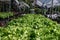 Organic green Lettuce growing in farm for agriculture concept, Cultivation hydroponic vegetable in farm plant market. Vegetable