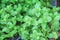 Organic green mints or fresh melissa officinalis texture plants in garden top view background