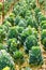 Organic Green ornamental cabbage.