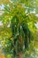 Organic green papayas fruit on tree with green leaves in the backyard garden. Nature fresh green papaya fruits on tree with
