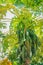 Organic green papayas fruit on tree with green leaves in the backyard garden. Nature fresh green papaya fruits on tree with