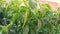 Organic green peppers growing in the garden