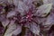 Organic green and purple basil growing in garden. close up.