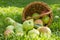 Organic green ripe apples spilled from the basket