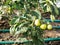 Organic green tomatoes ripening in the garden