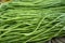 Organic green Yardlong beans in close-up shot