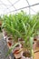 Organic greenhouse cultivation of corn