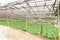 Organic greenhouse vegetable farming in Cameron Highlands, Malaysia