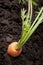 Organic growing carrot