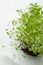 Organic growing microgreens on white background. Healthy eating concept