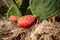 Organic grown Prickly Red Pears, on a Green Cactus plant in the fields ready for harvest in Autumn