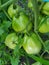 Organic grown tomatoes sitting on a vine