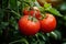 Organic harvest Tomatoes growing on a branch in the garden