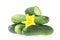 Organic healthy food. Fresh green cucumber natural vegetables with yellow flower isolated on white background. Close up image