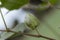 Organic Healthy Hybrid Thai Variety Cotton ball or cotton fruit growing on a cotton branch inside a cotton field