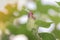 Organic Healthy Hybrid Thai Variety Cotton flower growing on a cotton branch inside a cotton field