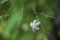 Organic Healthy Hybrid Thai Variety single white jasmine flower blooming on the jasmine vine plant during summer days