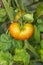 Organic Heirloom Tomatoes