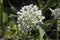 organic herb flower garlic flowering head and buds in sunny garden