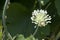 organic herb flower garlic flowering head and buds in sunny garden