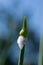 Organic herb onion bud isolated on blue sky