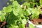 Organic herb Peppermint  Mentha  on a sunlight