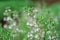 Organic herbs. Thyme plant close-up. Aromatic herbs. Seasoning, cooking ingredients