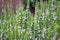 Organic herbs. Thyme plant close-up. Aromatic herbs. Seasoning, cooking ingredients
