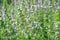 Organic herbs. Thyme plant close-up. Aromatic herbs. Seasoning, cooking ingredients