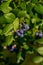 Organic high american blueberries growing on green bush