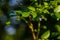 Organic high american blueberries growing on green bush