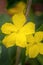 Organic home growing, Cucumber flower macro on creeping vine, species Cucumis sativus. Native from South Asia.