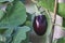 Organic home growing Eggplant ripening, species Solanum melongena